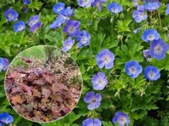 Nebereikia ravėti: šios gėlės pačios išstumia piktžoles iš jūsų sodo 2026 Nebereikia ravėti: šios gėlės pačios išstumia piktžoles iš jūsų sodo 2026