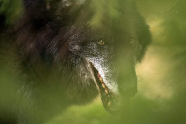 Parents charged after toddler put hand into zoo's wolf enclosure Parents charged after toddler put hand into zoo's wolf enclosure 2026
