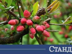 Пролетта се усмихва, но не напълно. Дъждът остава в играта 2026 Пролетта се усмихва, но не напълно. Дъждът остава в играта 2026