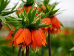 Türkiye’de tek! Erzincan’daki merkezde 38 ters lale türü tek noktada 2026 Türkiye’de tek! Erzincan’daki merkezde 38 ters lale türü tek noktada 2026