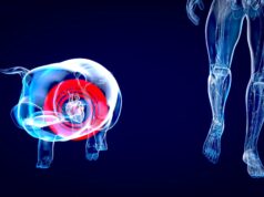 Schweineherz-Transplantation: Medizinisches Experiment oder Menschenversuch? 2026 Schweineherz-Transplantation: Medizinisches Experiment oder Menschenversuch? 2026