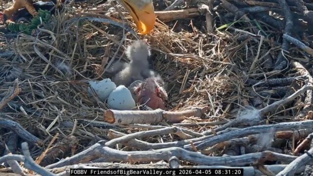 Second hatchling arrives for California eagles Jackie and Shadow Second hatchling arrives for California eagles Jackie and Shadow 2026