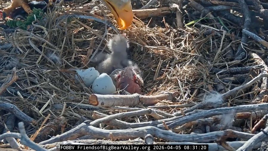 Second hatchling arrives for california eagles jackie and shadow 2026 - justice - iustitia. Bg Animals second hatchling arrives for california eagles jackie and shadow 2026 second hatchling arrives for california eagles jackie a animals the eaglet will be known as "chick 2" until being officially named. Second hatchling arrives for california eagles... Iustitia. Bg second hatchling arrives for california eagles jackie and shadow 2026 2026-04-05 23:42:14 justice - iustitia. Bg animals