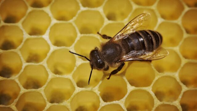 Stechende Attacke: Imkerin lässt ihre Bienen auf US-Sheriffs los um Zwangsräumung zu verhindern 2026