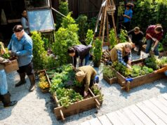 Österreicher gärtnern – Wow! So viel sparen Sie mit Selbstanbau statt Kauf 2026 Österreicher gärtnern - Wow! So viel sparen Sie mit Selbstanbau statt Kauf 2026