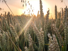 Szombaton akár 25 fok is lehet, aztán vasárnap jön az újabb hidegfront 2026 Szombaton akár 25 fok is lehet, aztán vasárnap jön az újabb hidegfront 2026