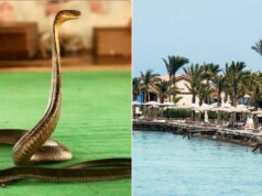 Tourist dies at luxury resort after cobra from snake show climbs up pants, bites him: police 2026 Tourist dies at luxury resort after cobra from snake show climbs up pants, bites him: police 2026