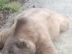 Trabzon’da yol ortasında vatandaşları korkutan görüntü… 2026 Trabzon'da yol ortasında vatandaşları korkutan görüntü... 2026