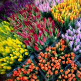 Am 19. April 2026 haben besucher auf dem holland-markt in brilon eine große auswahl an verschiedenfarbigen tulpen.