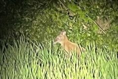 Wallaby in Ottenstein eingefangen: Herkunft und Halter unklar 2026 Wallaby in Ottenstein eingefangen: Herkunft und Halter unklar 2026