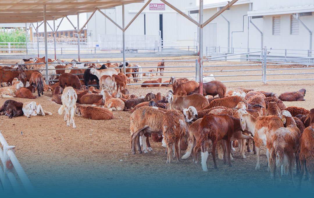 محليات وزير البلدية يتفقد عددا من مؤسسات المنتجات الزراعية والسمكية والحيوانية 2026 wzyr albldyh ytfqd adda mussat almntjat alzraayh walsmk 3 محليات iustitia. Bg قام سعادة السيد عبد الله بن حمد بن عبد الله العطية، وزير البلدية ورئيس لجنة متابعة سياسات الأمن الغذائي، بجولة... وزير البلدية يتفقد عددا من مؤسسات المنتجات الزراعية والسمكية والحيوانية 2026 2026-04-10 09:09:12 عدالة - iustitia. Bg محليات