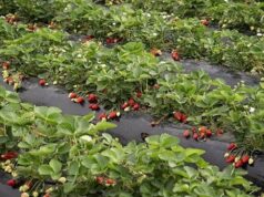 İzmir’in “Kırmızı Altını” Rekora Koşuyor: Emiralem Çileğinden 500 Milyon TL’lik Dev Gelir! 2026 İzmir'in "Kırmızı Altını" Rekora Koşuyor: Emiralem Çileğinden 500 Milyon TL’lik Dev Gelir! 2026