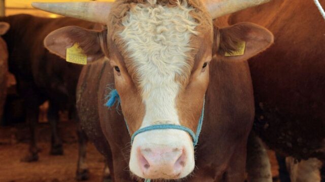 İzmir'de Kurbanlık Fiyatları Belli Oldu! 2026 Güncel Rakamlar Şaşırttı: İşte Kuruşu Kuruşuna Yen Rakamlar… 2026