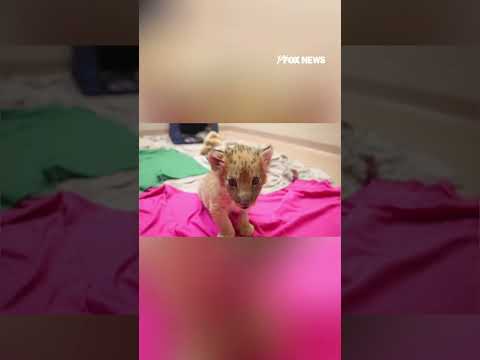 Zoo knoxville welcomes endangered lion cub 2026 zoo knoxville welcomes endangered lion cub 2026 видео: https://www. Youtube. Com/shorts/prkref6ksfw
zoo knoxville welcomed a male african lion cub born to first-time... Iustitia. Bg zoo knoxville welcomes endangered lion cub 2026 2026-04-05 10:30:13 justice - iustitia. Bg