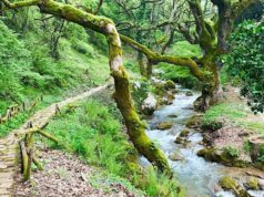 Asclepius Pharmacy: The Land Where Ancient Greek Healing Herbs Continue to Grow 2026 Asclepius Pharmacy: The Land Where Ancient Greek Healing Herbs Continue to Grow 2026