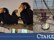 БАБХ пресече контрабанда на екзотични птици за стотици хиляди евро 2026 БАБХ пресече контрабанда на екзотични птици за стотици хиляди евро 2026