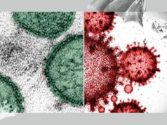 Hantavirus contra coronavirus: cinco razones claras por las que este brote no es equiparable a la pandemia 2026 Hantavirus contra coronavirus: cinco razones claras por las que este brote no es equiparable a la pandemia 2026