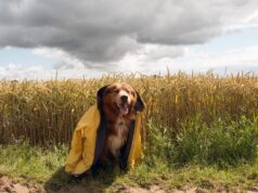 Frühsommer kommt – Erst Gewitter, dann fast 30 Grad in Österreich 2026 Frühsommer kommt - Erst Gewitter, dann fast 30 Grad in Österreich 2026