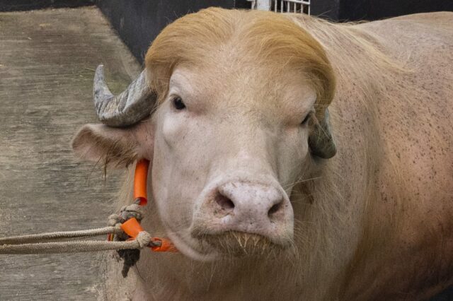 Internetes népszerűsége mentette meg a szőke frufrus bangladesi bivaly életét, akit Donald Trumpnak kereszteltek el 2026