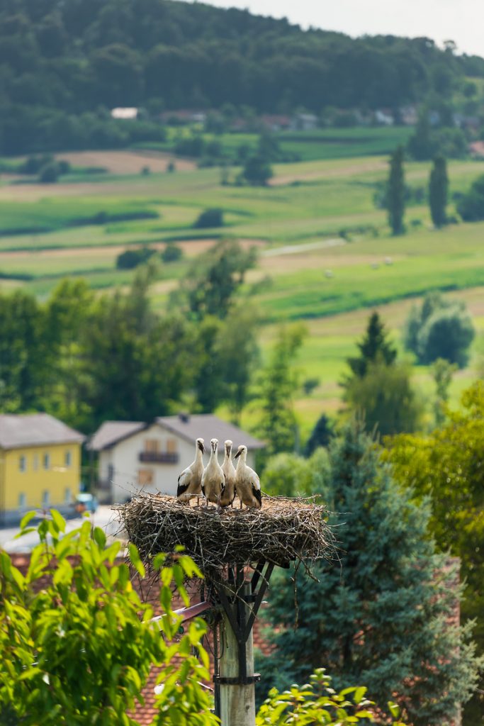 Best of slovenia kam na izlet? Prekmurje 2026 kam izlet prekmurje 2026 4 best of slovenia iustitia. Bg če iščete idejo za čudovit enodnevni ali vikend izlet, je prekmurje prava izbira. Ta čarobni del... Iustitia. Bg kam na izlet? Prekmurje 2026 2026-05-25 12:59:00 pravosodje - iustitia. Bg best of slovenia