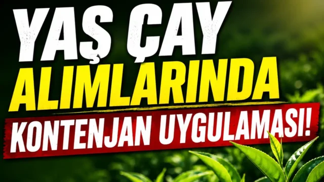 Yaş çay alımlarında kontenjan uygulaması! 2026