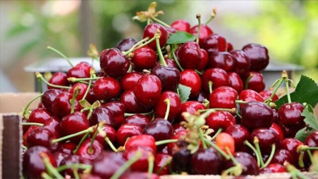 Tüm Dünya İzmir'i İzliyor! Sezonun İlk Kirazı Dalından Koparıldı: İşte Kilosu Binlerce Kilometre Öteye Gidecek O Meyve.. 2026