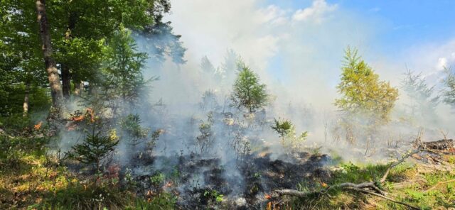 Polizei sucht Täter - Teelicht in Glasschale löste Waldbrand aus 2026