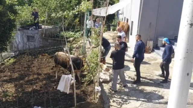 Rize'de kaçan kurbanlık sahiplerine zor anlar yaşattı 2026