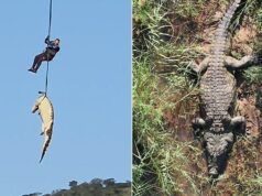 South African police airlift massive crocodile suspected of eating missing local 2026 South African police airlift massive crocodile suspected of eating missing local 2026