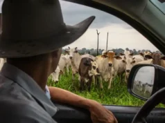 The unexpected force keeping beef prices high and why the pressure could last for years 2026 The unexpected force keeping beef prices high and why the pressure could last for years 2026