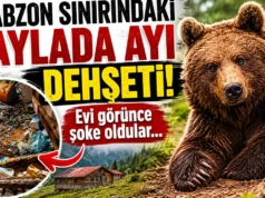 Trabzon sınırındaki yaylada ayı dehşeti! Evi görünce şoke oldular 2026 Trabzon sınırındaki yaylada ayı dehşeti! Evi görünce şoke oldular 2026