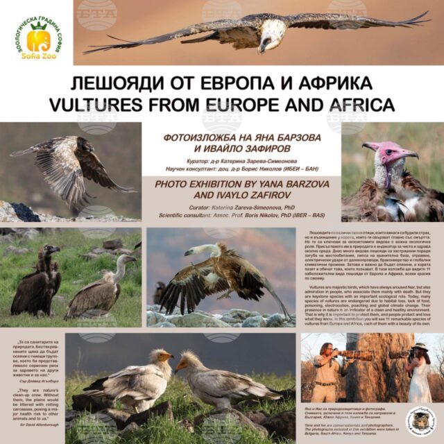 Зоологическата градина в София организира „Ден на лешоядите“ 2026