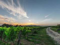 (BREŽICE) Dan kruha, vina in salam 2026 (BREŽICE) Dan kruha, vina in salam 2026