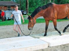 Gelassenheitstraining für Pferde mit Bauernhof-Feeling 2026 Gelassenheitstraining für Pferde mit Bauernhof-Feeling 2026