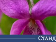 Лилавото чудо на природата е мощно оръжие, но фармацевтите мълчат 2026 Лилавото чудо на природата е мощно оръжие, но фармацевтите мълчат 2026