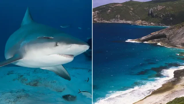 Spearfisherman killed by suspected foot shark after third fatal attack in less than a month Spearfisherman killed by suspected 15-foot shark after third fatal attack in less than a month 2026