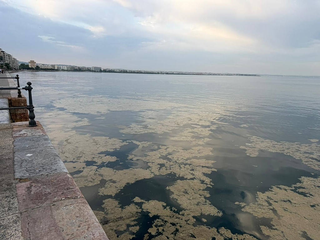 Ellátási lánc θεσσαλόνικη: το φυτοπλαγκτόν «πνίγει» τον θερμαϊκό 2026 thessal niki fytoplagkt gei ton therma 2026 ellátási lánc για ακόμα μία ημέρα παχύ και καφέ στρώμα βλέννας καλύπτει τον θερμαϊκό σε όλο το λιμάνι της θεσσαλονίκης προκαλώντας... Iustitia. Bg θεσσαλόνικη: το φυτοπλαγκτόν «πνίγει» τον θερμαϊκό 2026 2026-06-04 07:50:29 δικαιοσυνη - iustitia. Bg ellátási lánc