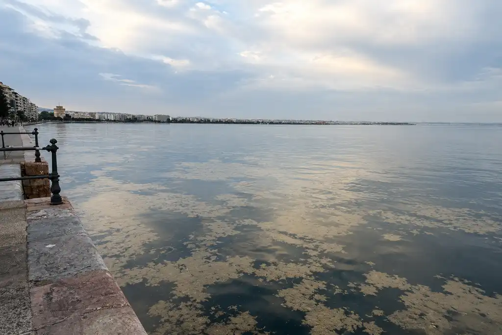 Ellátási lánc θεσσαλόνικη: το φυτοπλαγκτόν «πνίγει» τον θερμαϊκό 2026 thessal niki fytoplagkt gei ton therma 2026 ellátási lánc για ακόμα μία ημέρα παχύ και καφέ στρώμα βλέννας καλύπτει τον θερμαϊκό σε όλο το λιμάνι της θεσσαλονίκης προκαλώντας... Iustitia. Bg θεσσαλόνικη: το φυτοπλαγκτόν «πνίγει» τον θερμαϊκό 2026 2026-06-04 07:50:29 δικαιοσυνη - iustitia. Bg ellátási lánc