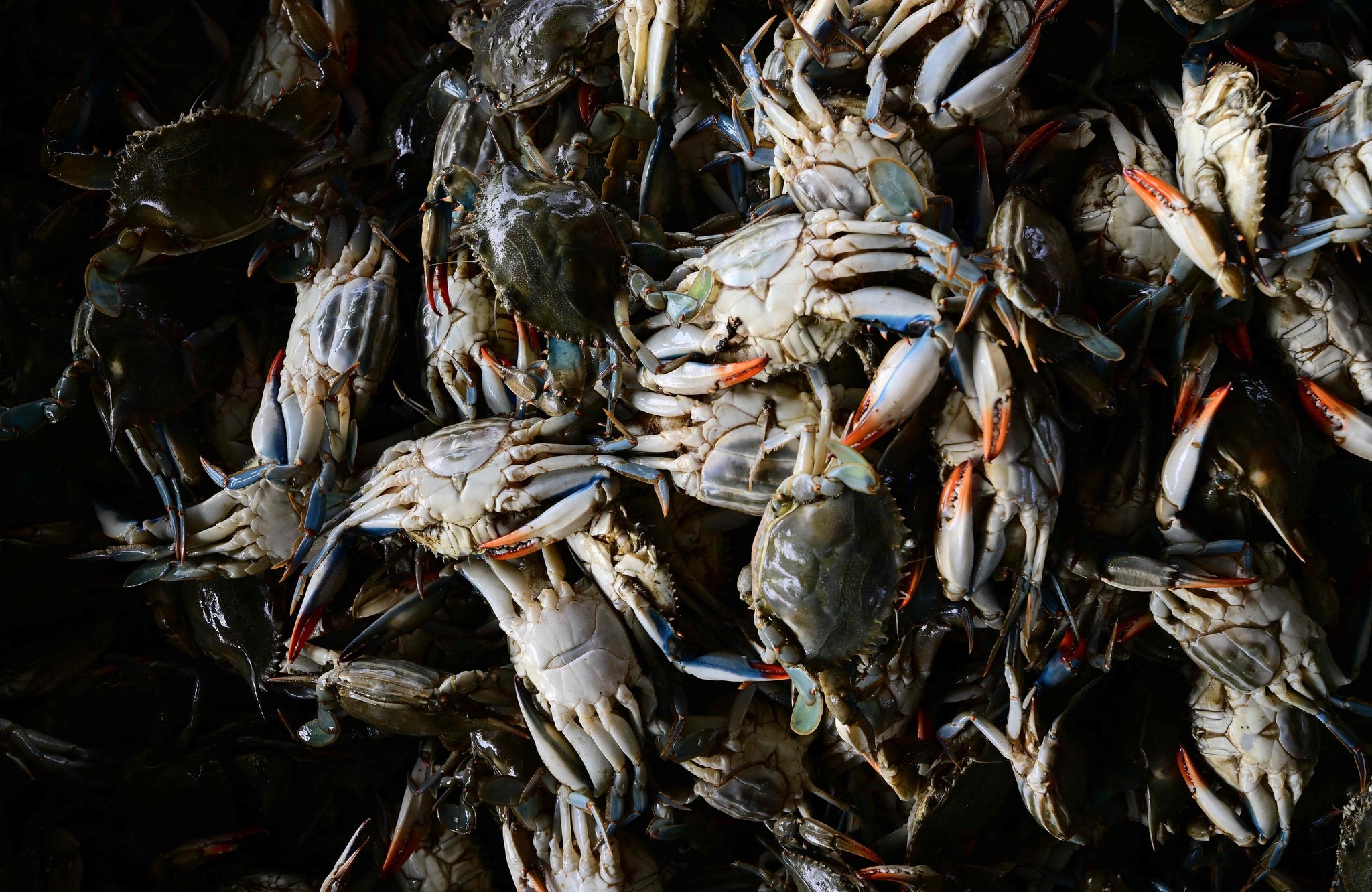 In adria ausgesetzt - italien: 150. 000 kraken gegen krabben-invasion 2026