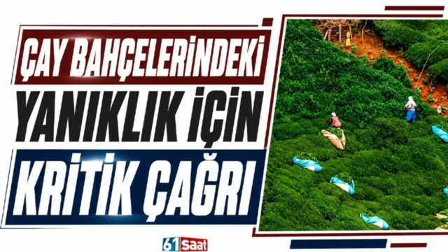 Çay bahçelerindeki yanıklık için kritik çağrı 2026