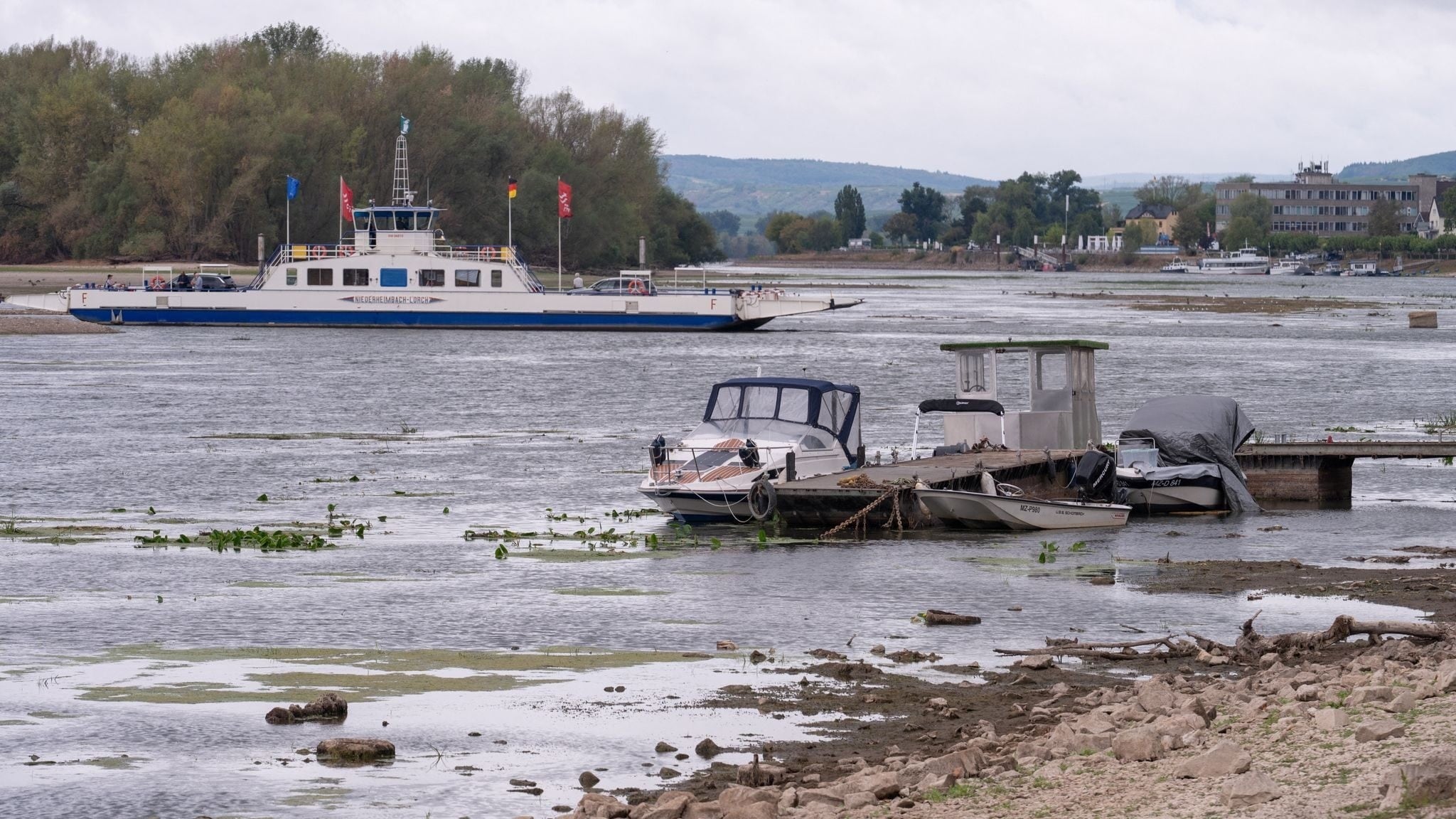 Bei niedrigwasser - menschenknochen: autowrack im rhein entdeckt 2026