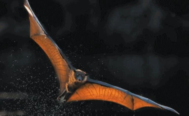 Il festival musicale sfrattato dai pipistrelli 2026