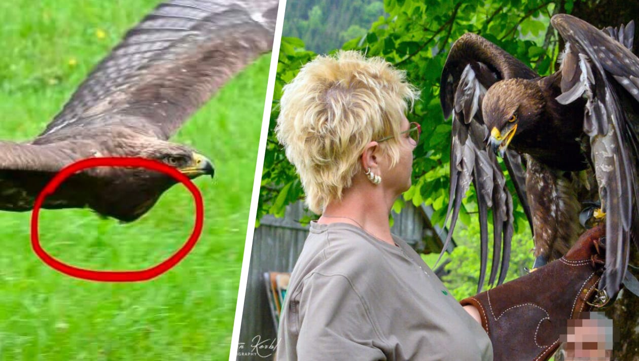 „haben es auf video“ - flugshow-adler von besucher „massiv überfüttert“ 2026