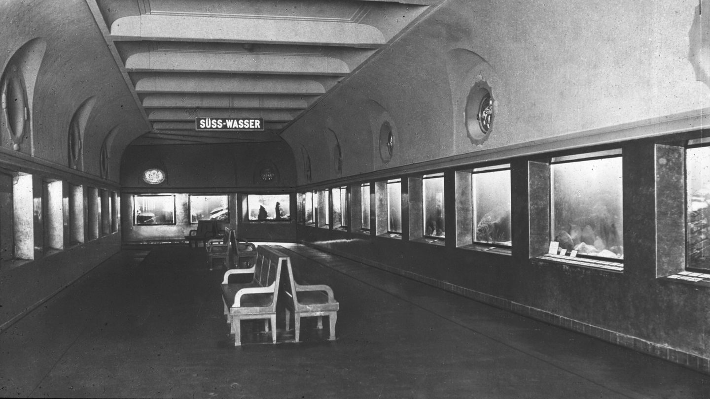 Haus mit geschichte: 113 jahre aquarium berlin - haie, quallen und kuriose fakten 2026