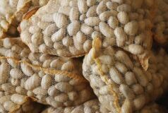 Kartoffeln werden teurer – Trockenheit trifft NRW-Landwirte 2026 Kartoffeln werden teurer – Trockenheit trifft NRW-Landwirte 2026