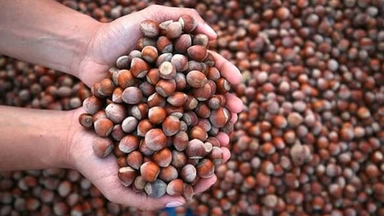 Bölgemizde o illerde fındık alımları başladı 2026