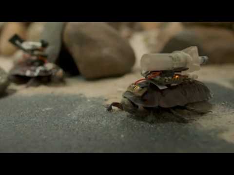 ‘Nothing’s going to kill a cockroach’: Cyborg roaches could save lives 2026