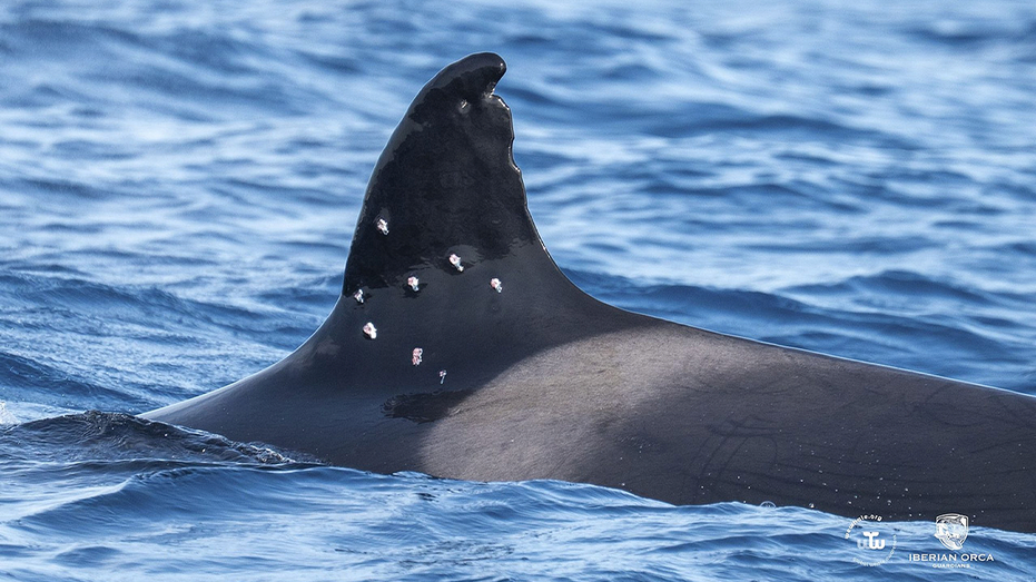 One of world’s oldest orca whales found with possible shotgun wounds as officials launch investigation 2026