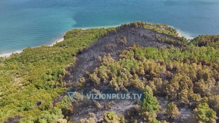 Pylli kërkon 100 vjet të “rilindë”, specialistët: zjarri “vret” tokën, bimësinë dhe pemët 2026
