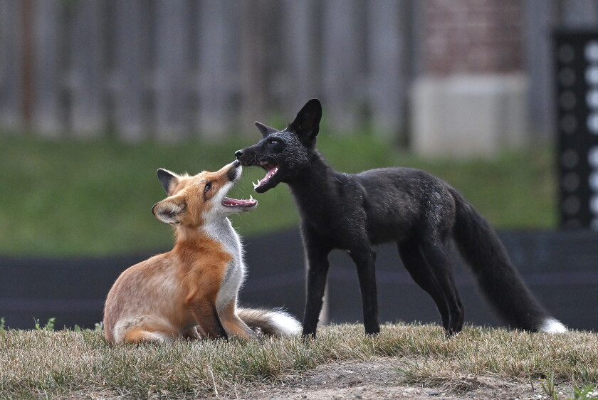 Rare black fox discovered in Chicago's north suburbs 2026